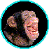 links chimp